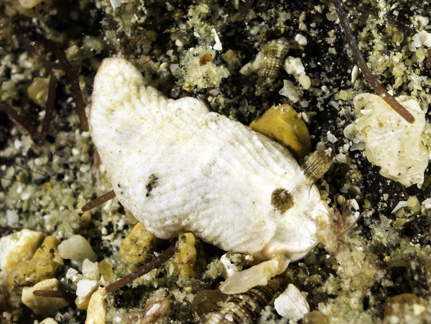 Dermatobranchus albus